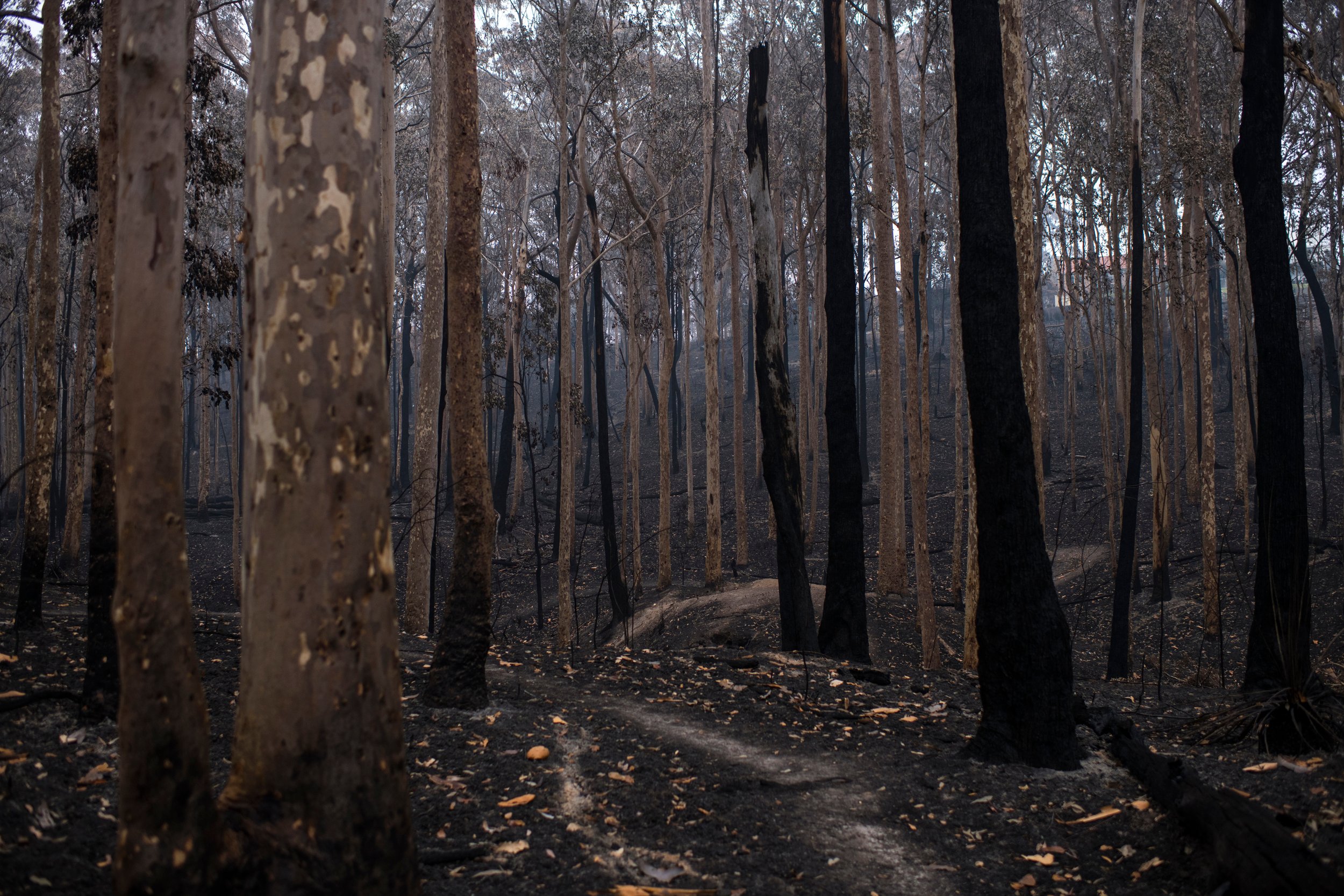 Le changement climatique aggrave la saison des incendies