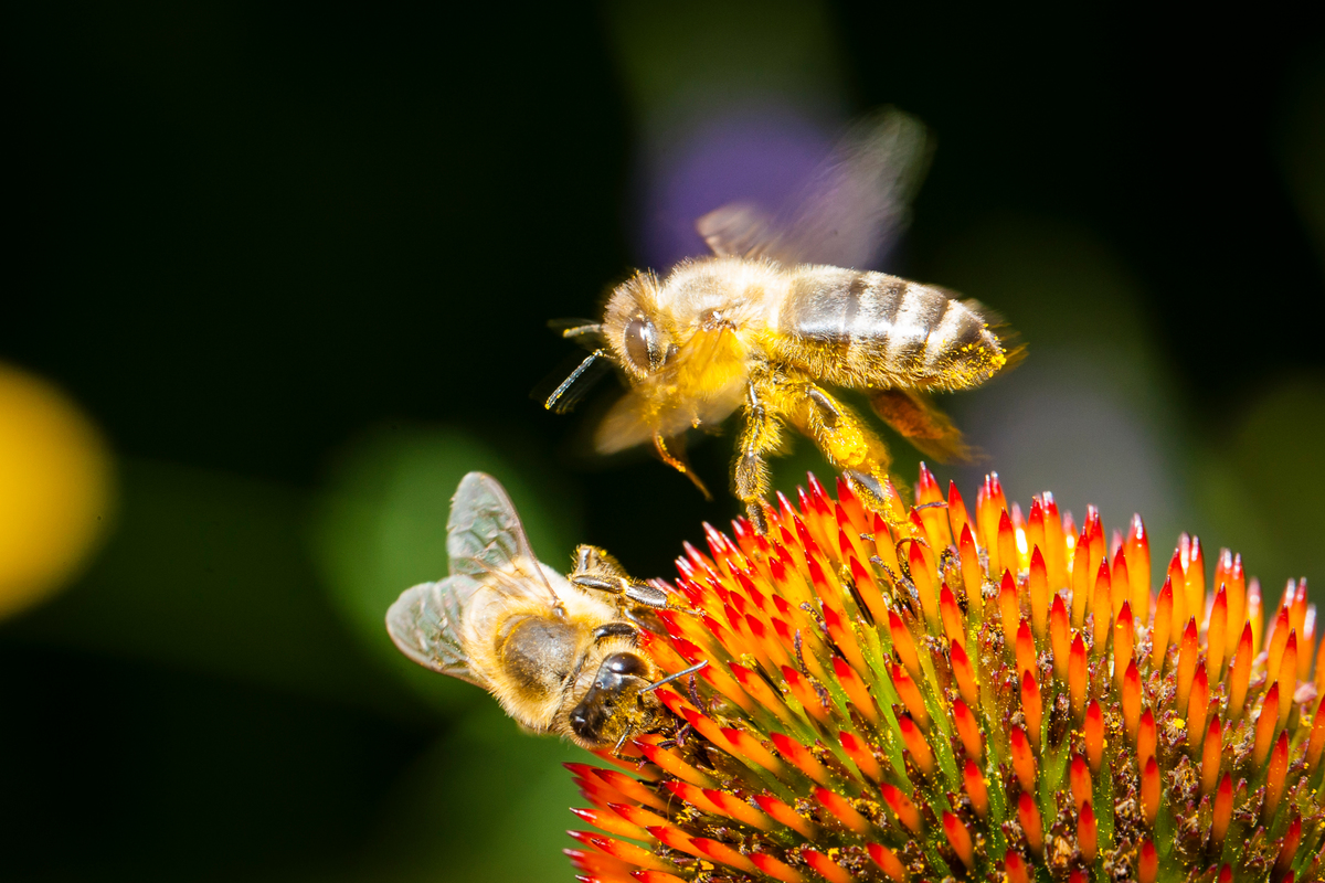 Bees on Blossoms in Germany. © Axel Kirchhof / Greenpeace