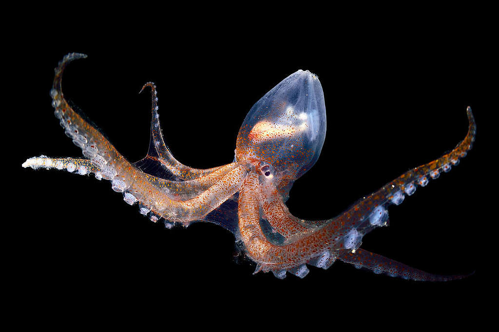 Deep sea creatures - Glass octopus. © Solvin Zankl / Greenpeace