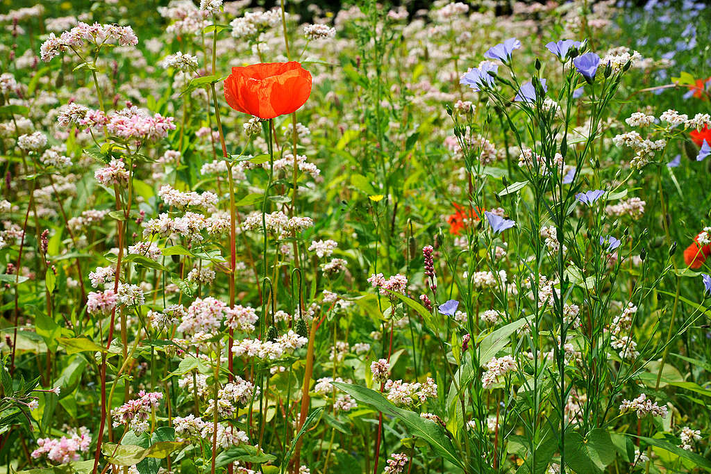 Bee Friendly Agricultural Field in Germany. © Ute Klaphake / Greenpeace