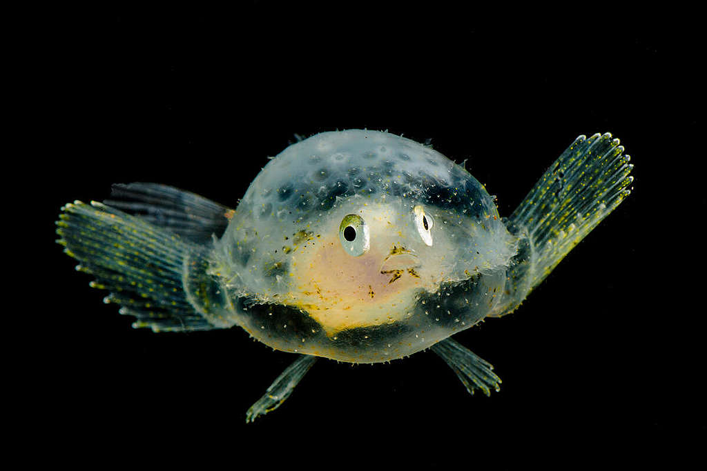 Deep Sea Creatures in Mexico - Juvenile Pancake Batfish (Halieutichthys aculeatus). © Dante Fenolio / Science Photo Library