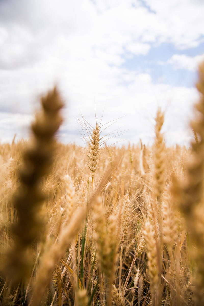 Plants in Saxony-Anhalt, Germany. © Lucas Wahl / Greenpeace