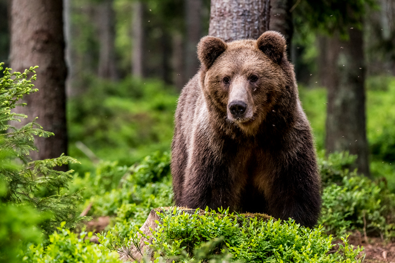 Bear in forest 