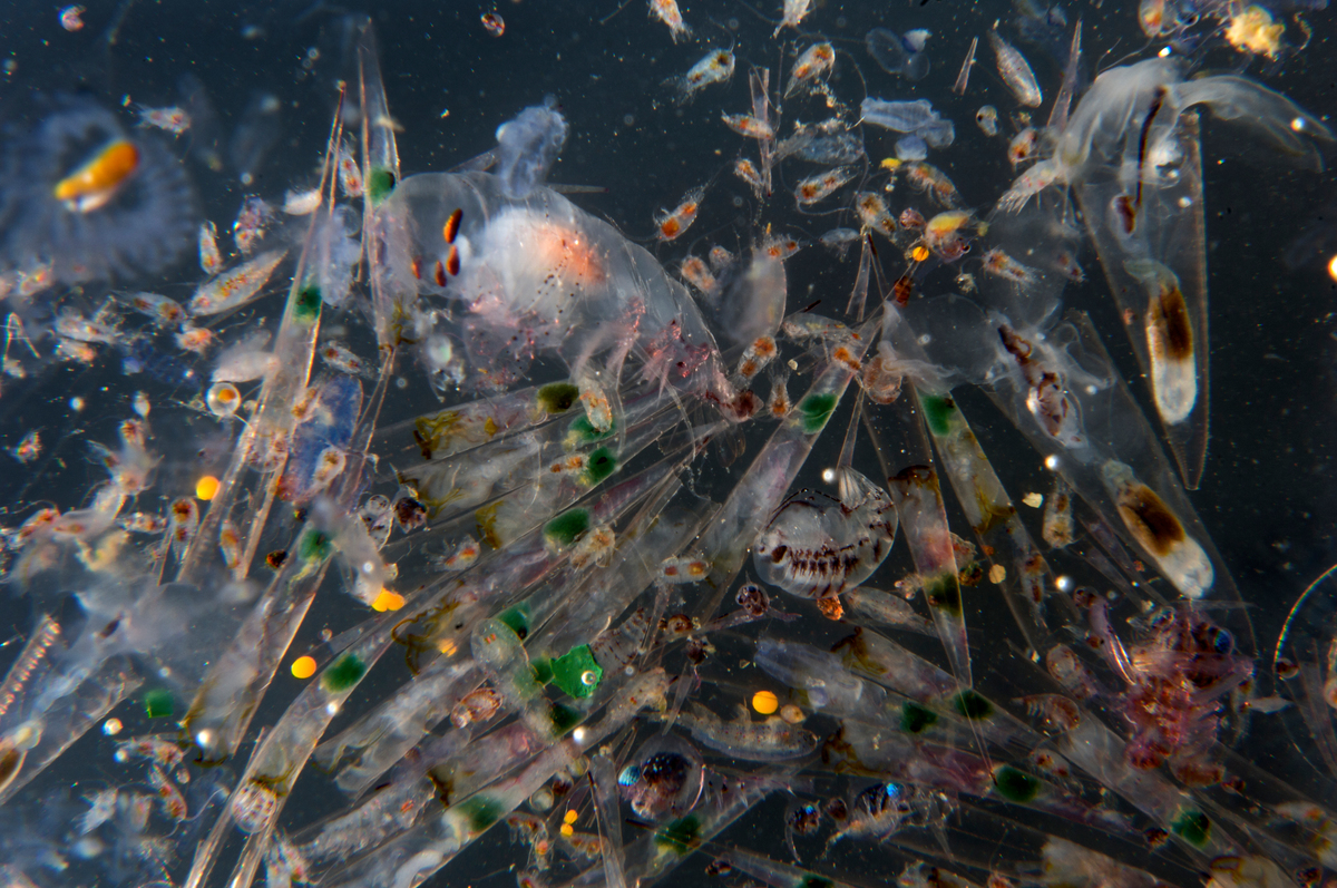 Plankton Sample. © Greenpeace / Gavin Parsons Plankton Sample. © Greenpeace / Gavin Parsons