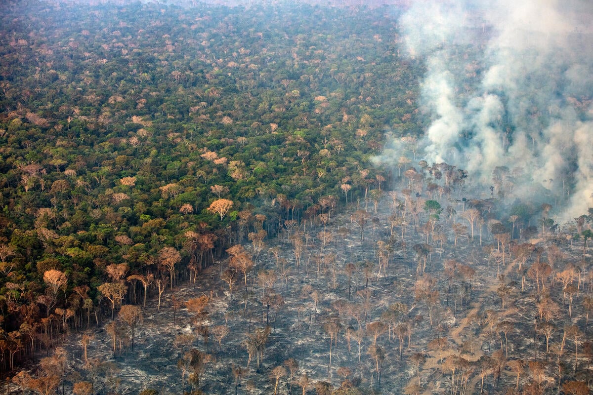 Fairtrade Lëtzebuerg, natur&ëmwelt a.s.b.l. und Greenpeace Luxemburg kritisieren die erneute Verschiebung der Entwaldungsverordnung durch die Europäische Kommission