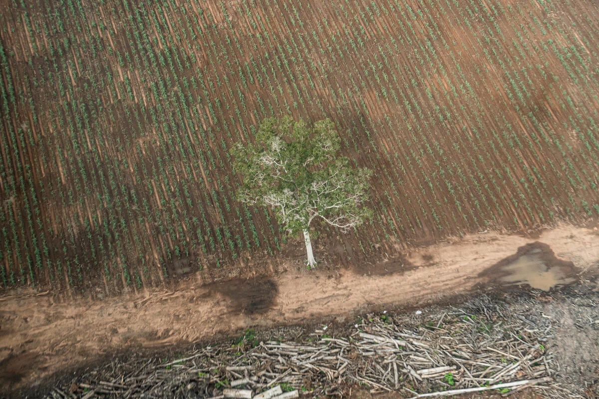 Loi anti-déforestation : l’UE fragilise ses engagements et sa crédibilité