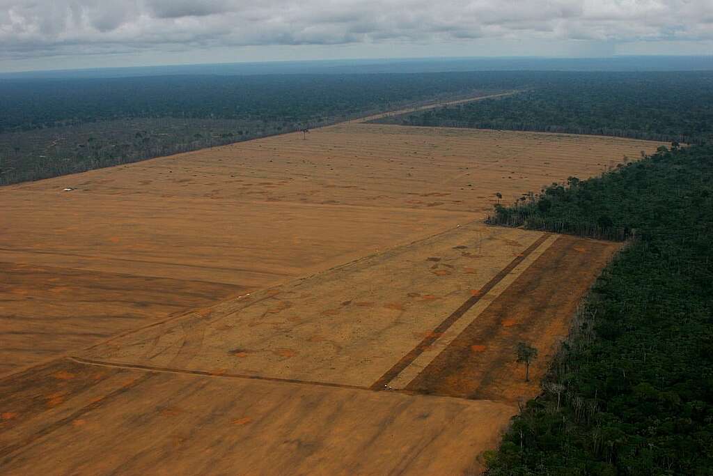 Amazon Deforestation in Brazil. © Greenpeace / Daniel Beltrá