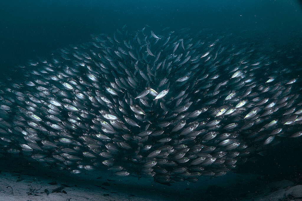 A school of lolosi fish (Caesio) off the coast of Manyaifun Island, West Waigeo District, Raja Ampat Regency, Southwest Papua Province, Indonesia. Many residents of Manyaifun oppose the nickel mining operation by PT Mulia Raymond Perkasa in Batang Pele, Raja Ampat. 

Batang Pele Island is a tourism destination that also falls within a protected forest area and is part of the UNESCO Global Geopark. Currently, a nickel mining business permit is being proposed for the island by PT Mulia Reymond Perkasa, covering a concession area of 2,193 hectares, which includes both Manyaifun Village and Batang Pele Island.