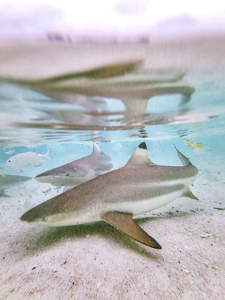 Esperanza episode 14 magazine - Photo requin Greenpeace Luxembourg