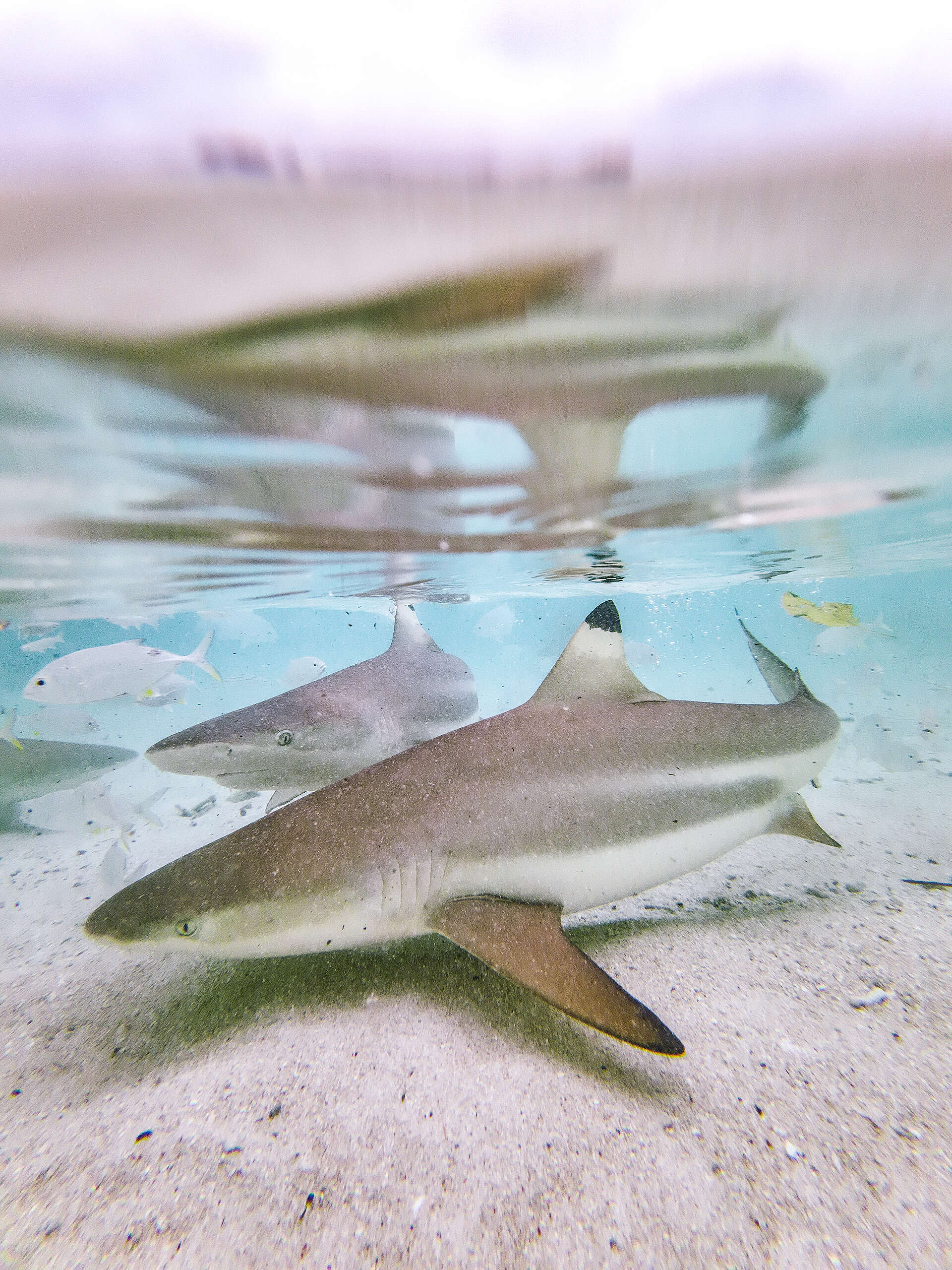 Blacktip Reef Shark in Raja Ampat, Papua
