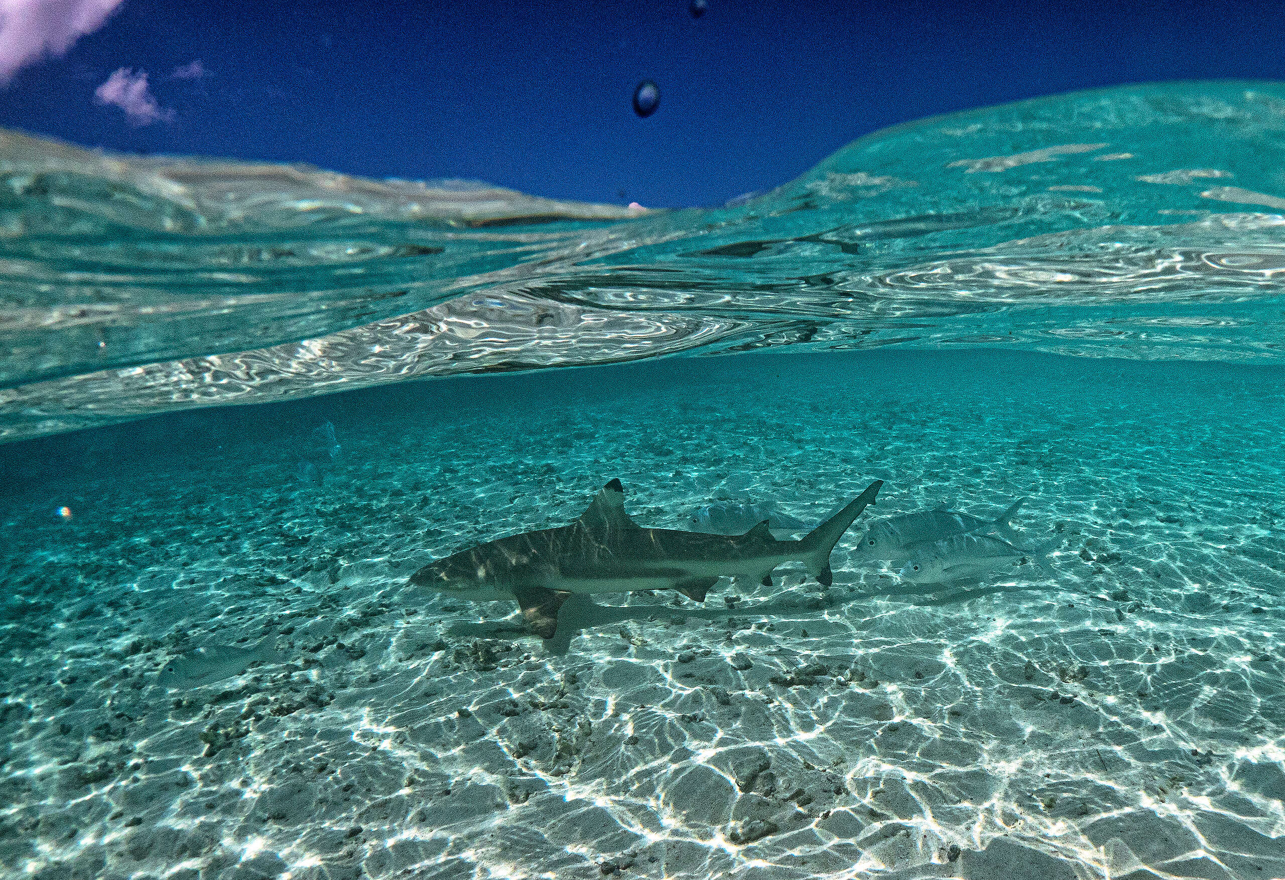 Blacktip Reef Sharks at Wayag Lagoon in Raja Ampat Esperanza episode 14 magazine - Photo Requin Lagoon Greenpeace Luxembourg