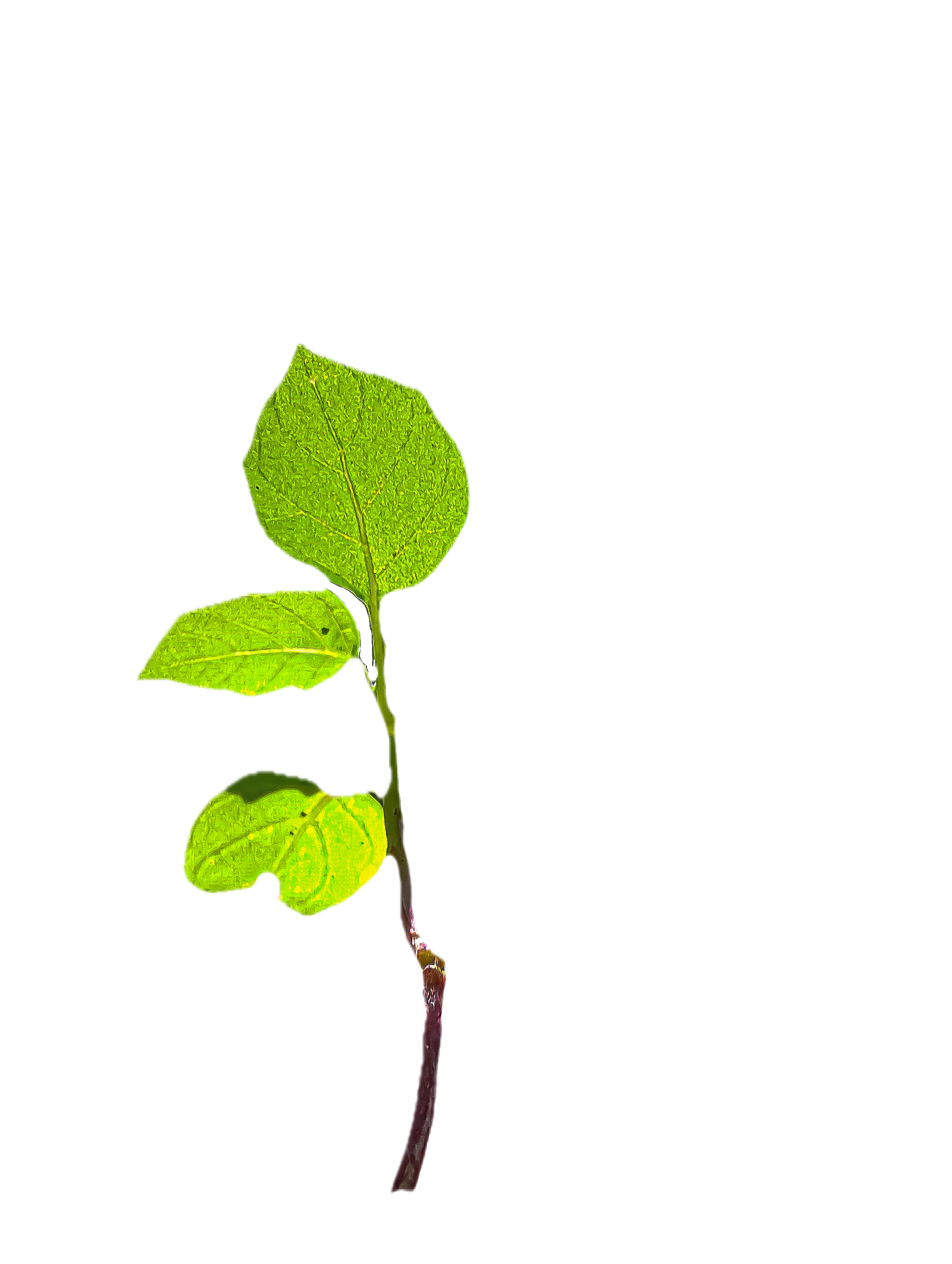 ranithu-thisas-noeJ8FJkGi4-unsplash