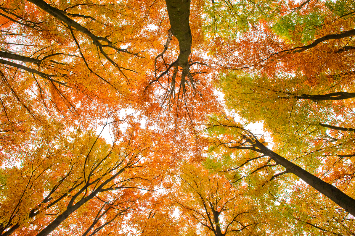 Autumn in the Beech Forest Spessart. © Luis Scheuermann / Greenpeace