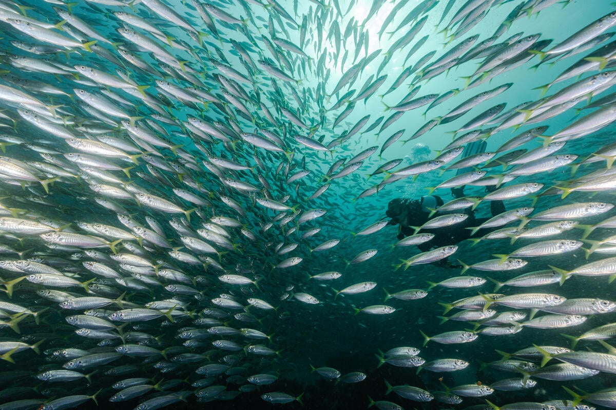 COP17 CDB : quatre priorités pour enrayer l’effondrement de la biodiversité