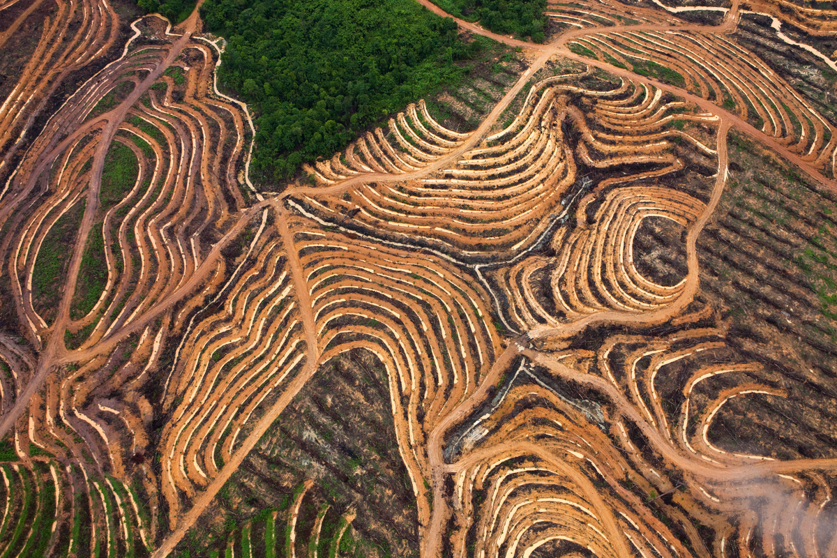 Palm Oil Production in Kalimantan. © Daniel Beltrá / Greenpeace