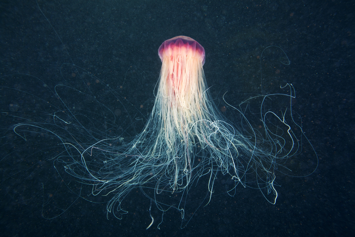 Lion’s Mane Jellyfish in the Arctic. © Alexander Semenov