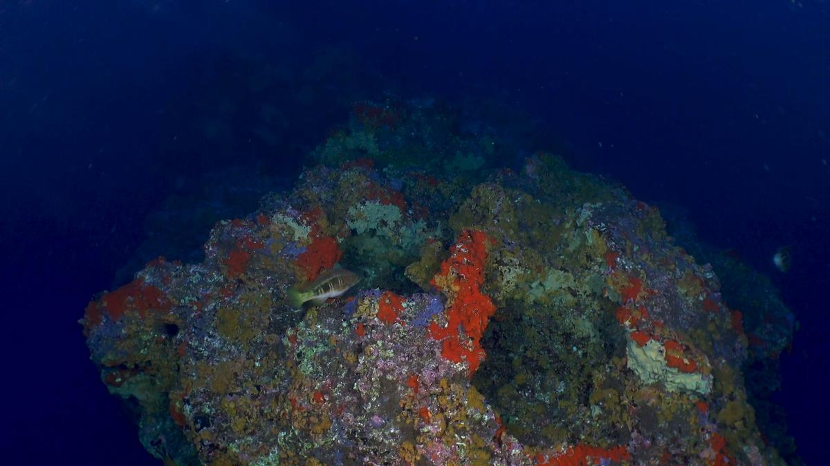 Seamounts in Princess Alice Banks, the Azores - video grab. © Greenpeace