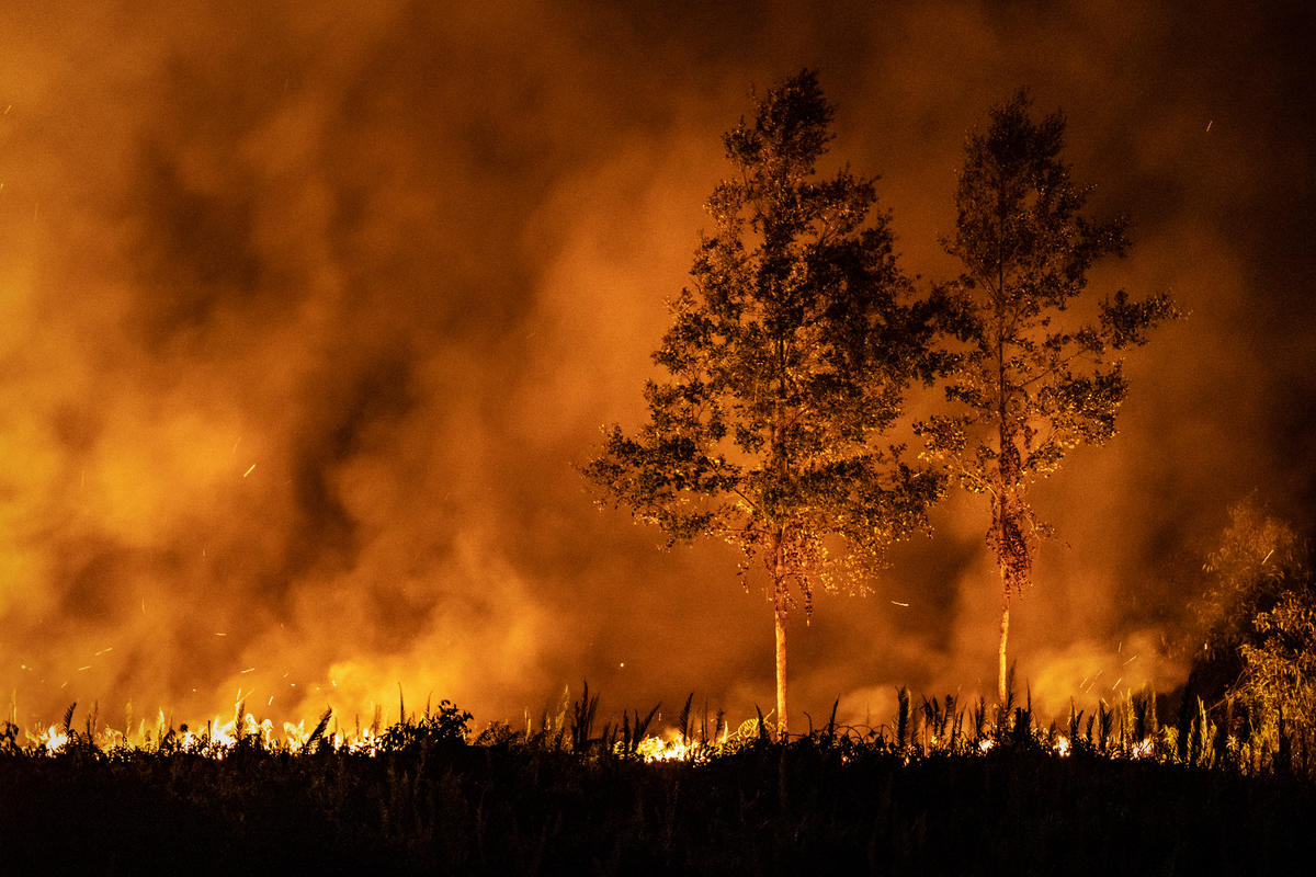 Forest Fires in Jekan Raya, Central Kalimantan. © Ulet  Ifansasti / Greenpeace