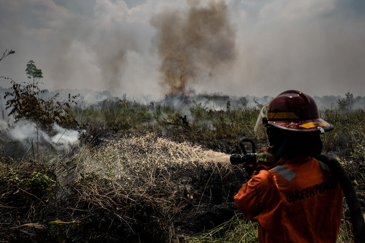 Forest Fires in Central Kalimantan. © Ulet  Ifansasti / Greenpeace