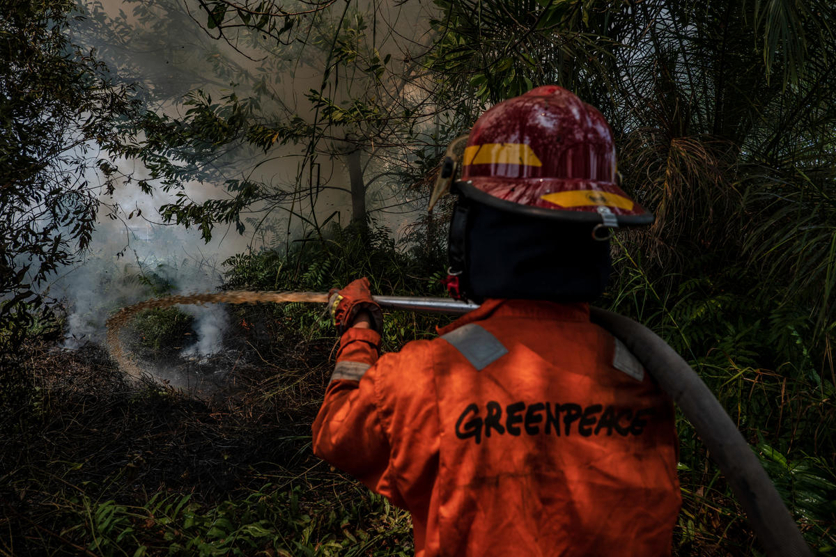 Forest Fires in Central Kalimantan. © Ulet Ifansasti / Greenpeace