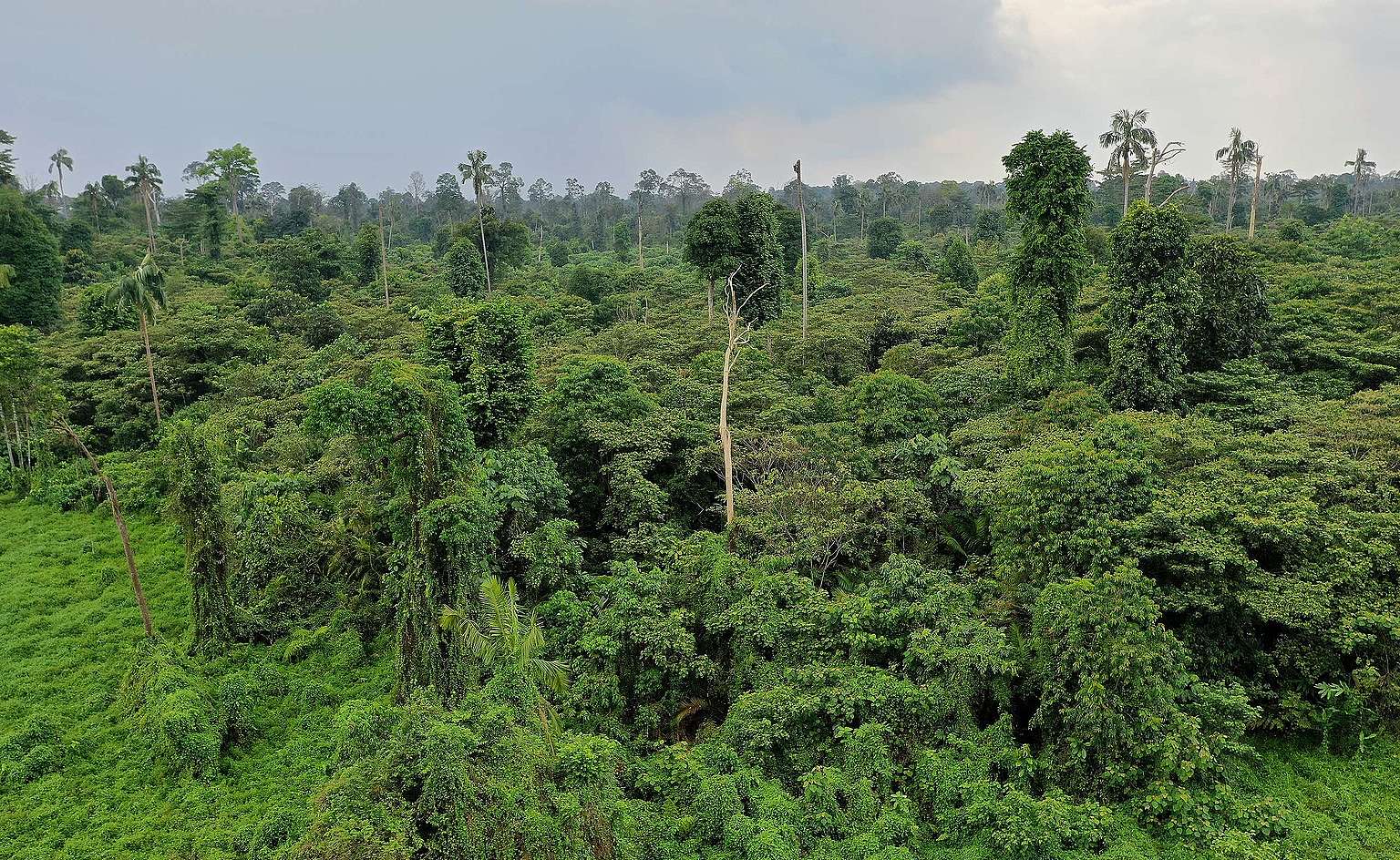 Kuala Langat North Forest Reserve (KLNFR): Updates from the field