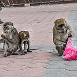 Break Free from Plastic Activity in Batu Cave, Malaysia. © Han Choo / Greenpeace