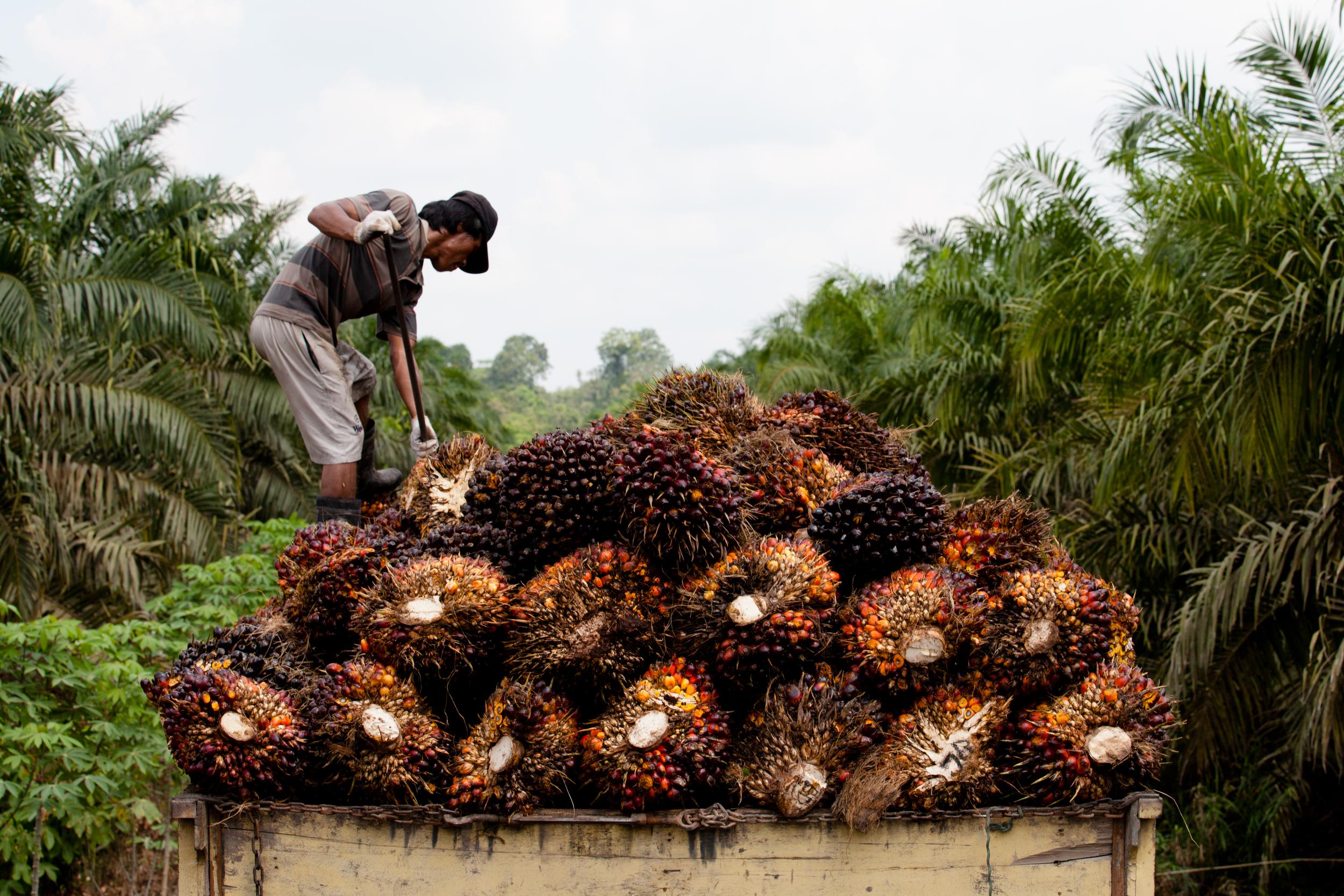 Small-holder Oil Palm Harvest in Sumatra