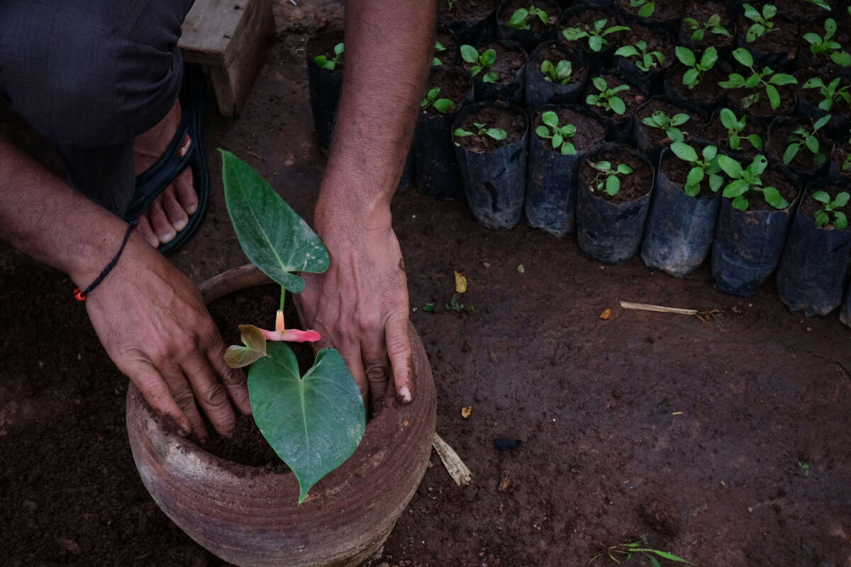 Terrace Vegetables Garden in Bengaluru. © Arjun Swaminathan / Greenpeace