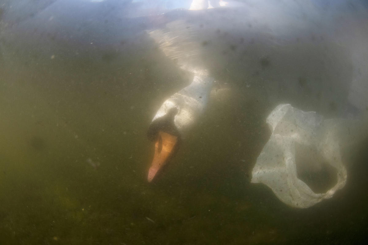 Mute Swan and Plastic Bag in UK. © Jack Perks / Greenpeace
