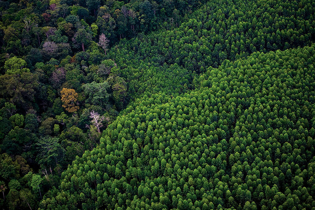 Eucalyptus Plantations. © Greenpeace / Daniel Beltrá Eucalyptus Plantations. © Greenpeace / Daniel Beltrá