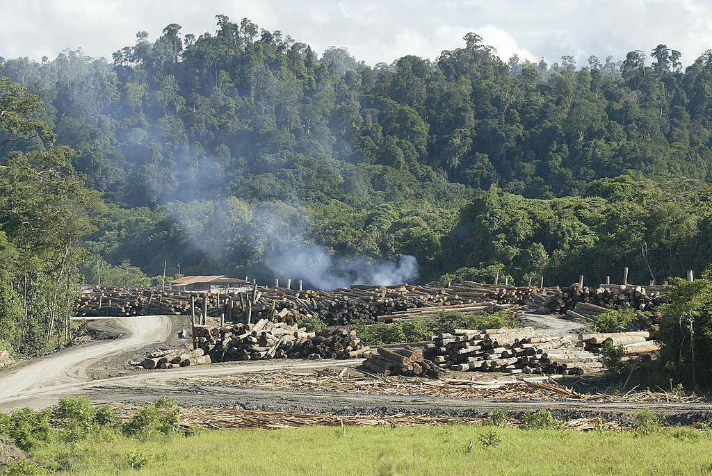 Sarawak Background Documentation. © Greenpeace / Dang Ngo