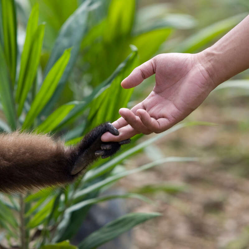 Langur in Central Borneo. © Greenpeace / Ardiles Rante Langur in Central Borneo. © Greenpeace / Ardiles Rante
