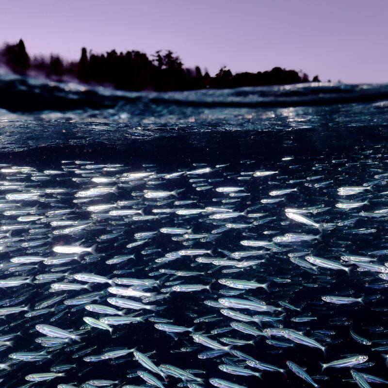 Bait Fish at Raja Ampat, Papua, Indonesia. © Paul Hilton / Greenpeace Bait Fish at Raja Ampat, Papua, Indonesia. © Paul Hilton / Greenpeace