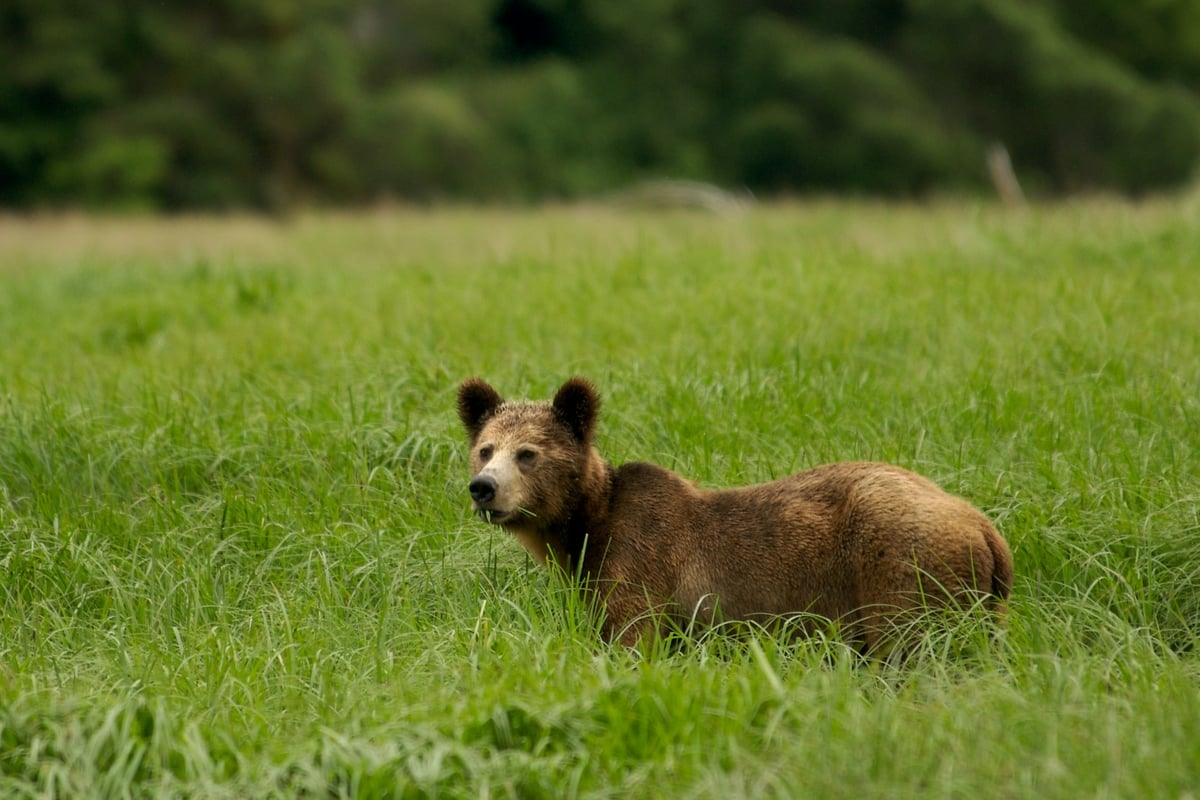 Brown Bear in Great Bear Rainforest. © Markus Mauthe / Greenpeace