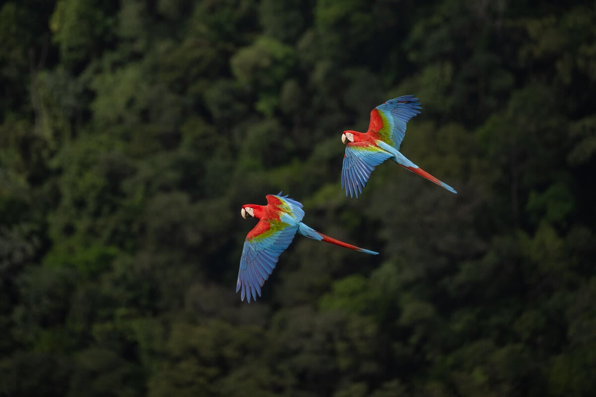 The definitive guide to the animals of the Amazon Rainforest