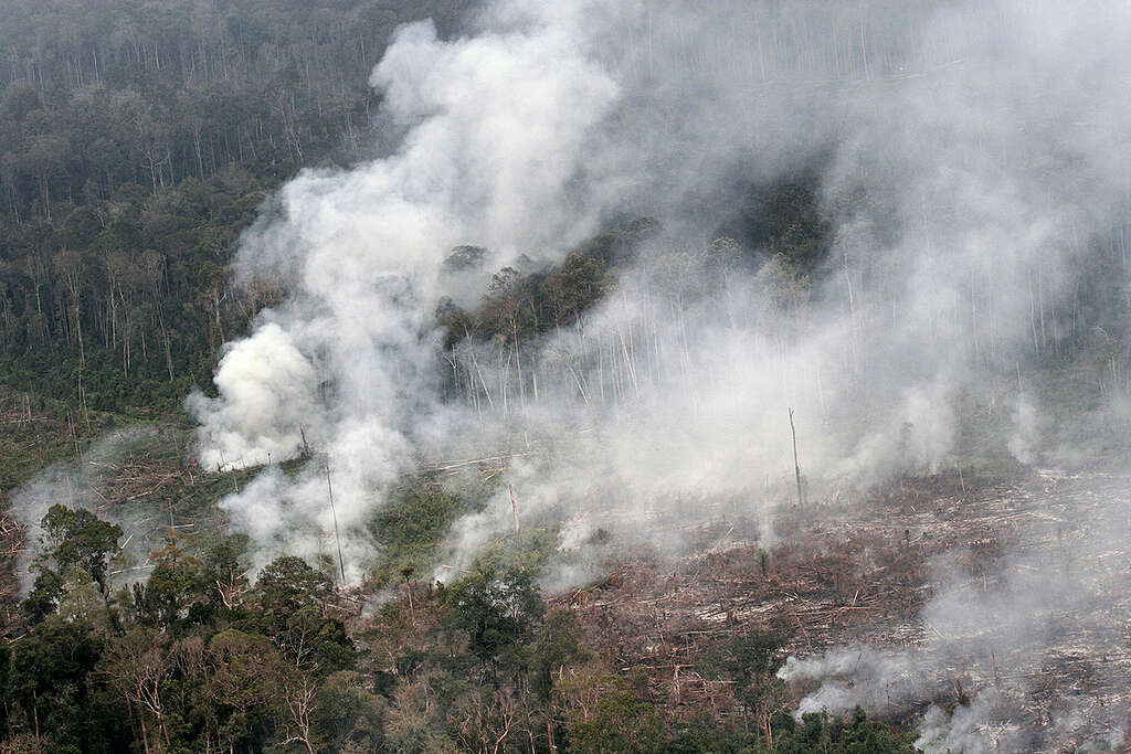 Forest Fires in Indonesia. © Greenpeace / Vinai Dithajohn Forest Fires in Indonesia. © Greenpeace / Vinai Dithajohn