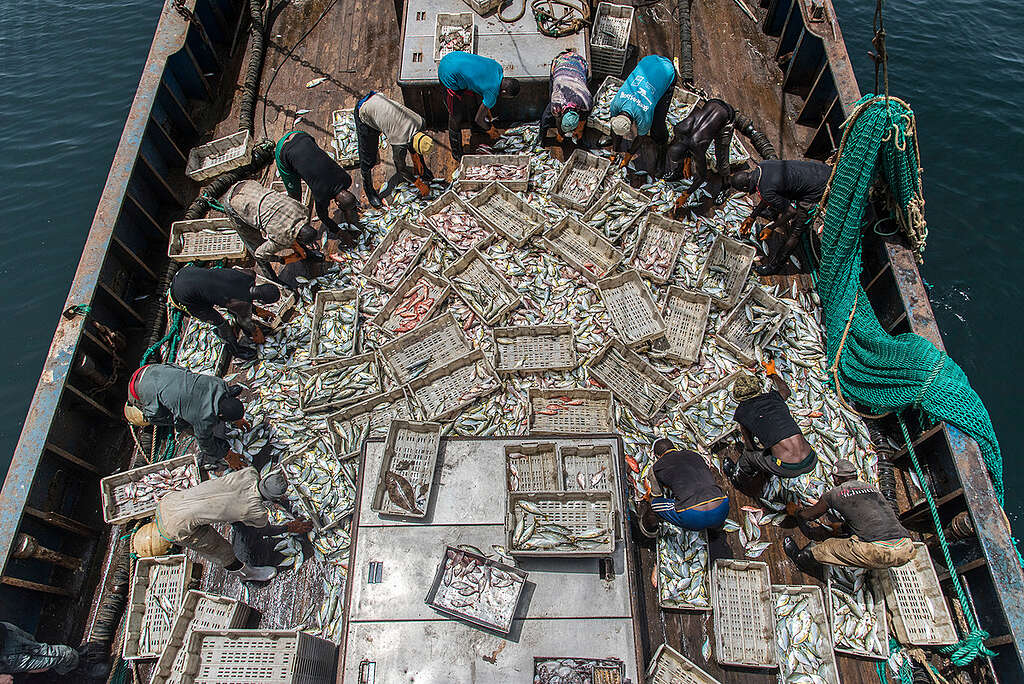 Fishing Operations on Chinese Fishing Vessel in Guinea. © Pierre Gleizes / Greenpeace Fishing Operations on Chinese Fishing Vessel in Guinea. © Pierre Gleizes / Greenpeace