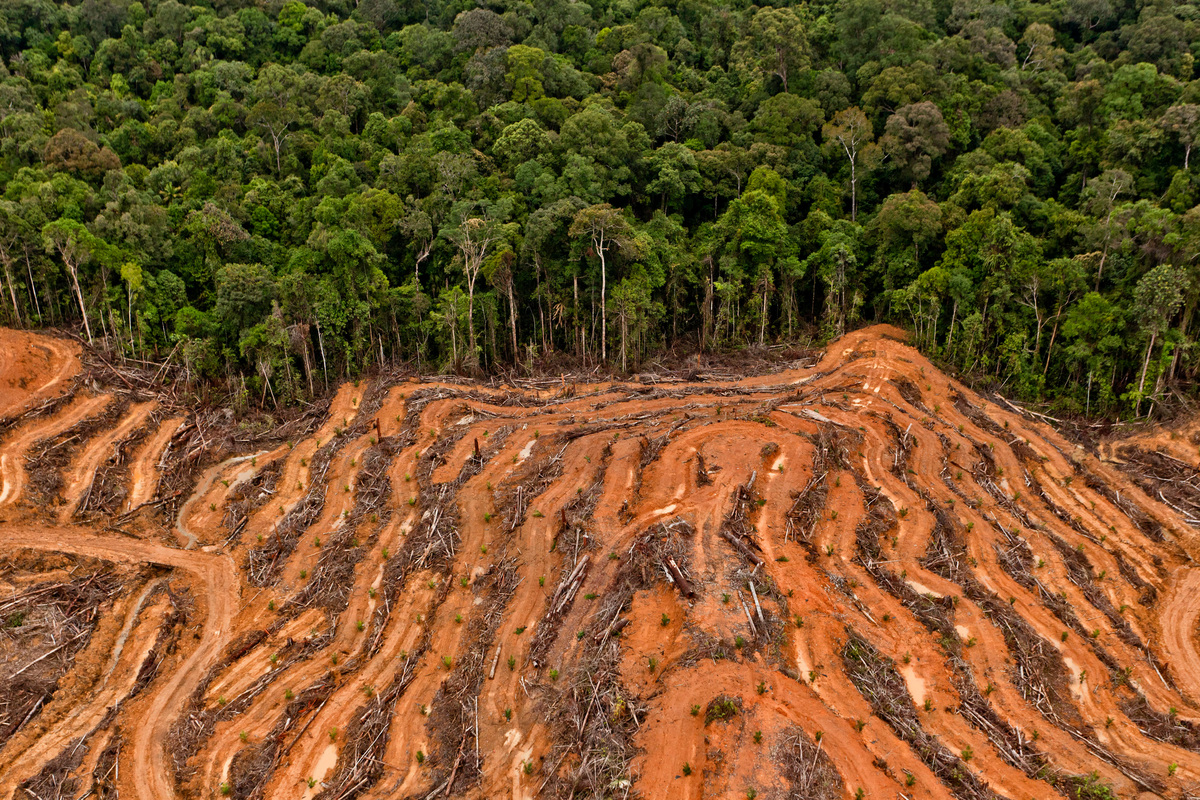 P & G Palm Oil Supplier Concession in Kalimantan. © Ulet  Ifansasti / Greenpeace