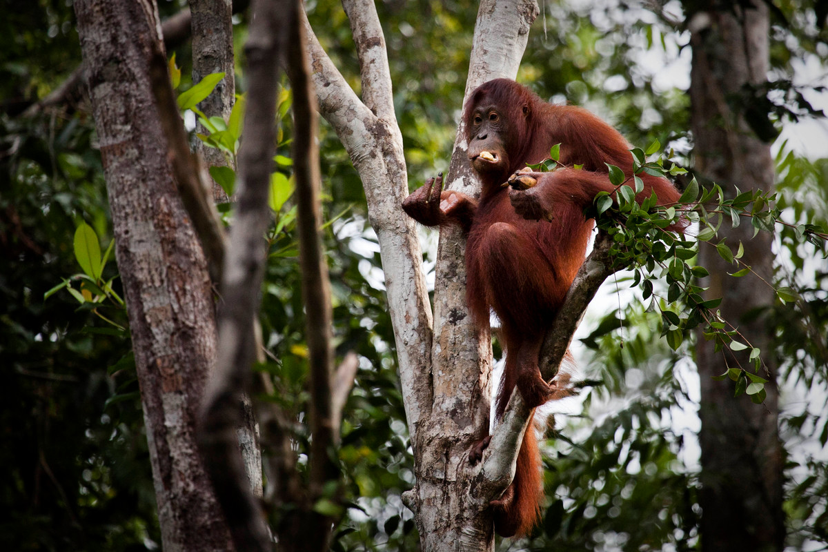 Orangutan in Tanjung Puting National Park. © Ulet  Ifansasti / Greenpeace