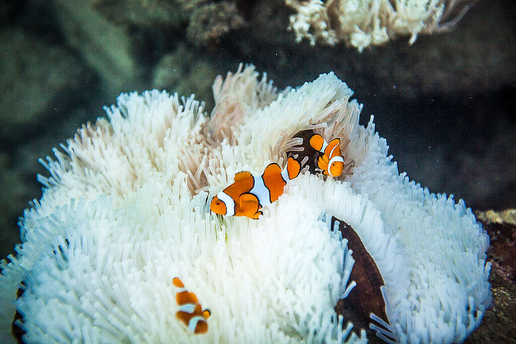 Great Barrier Reef Coral Bleaching around Fitzroy Island and Green Island. © Abram Powell / Greenpeace Great Barrier Reef Coral Bleaching around Fitzroy Island and Green Island. © Abram Powell / Greenpeace