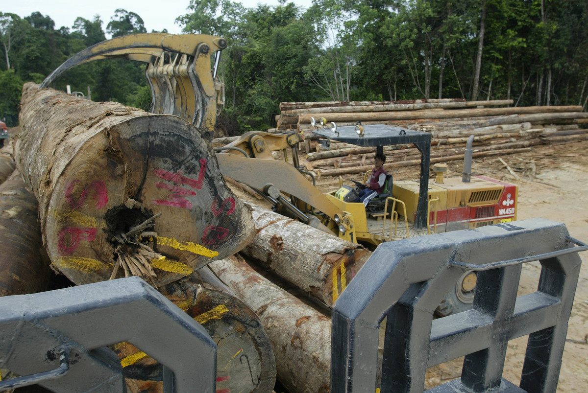Sarawak Background Documentation. © Greenpeace / Dang Ngo