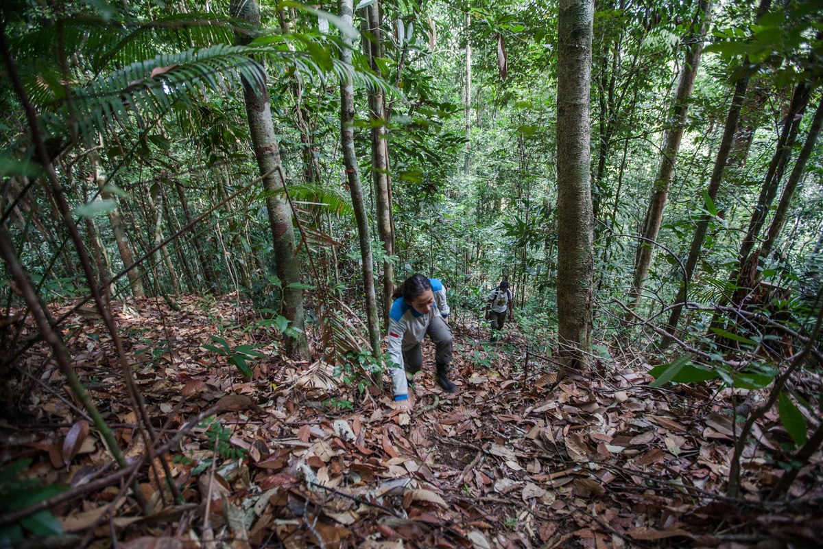 Orangutan Habitat at Gunung Palung National Park in West Kalimantan. © Jurnasyanto Sukarno / Greenpeace Orangutan Habitat at Gunung Palung National Park in West Kalimantan. © Jurnasyanto Sukarno / Greenpeace