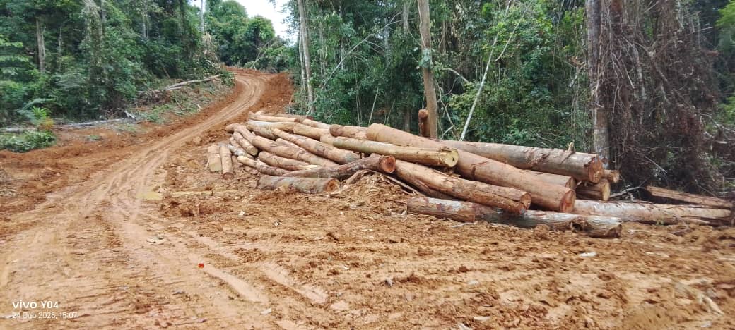 Monsoon seasons and the deep wounds caused by logging