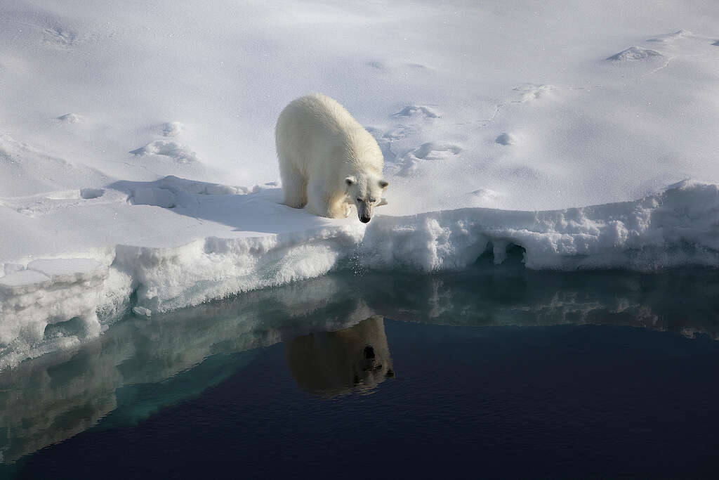 A polar bear walks along the edge of 'the ice bridge' in the Robeson channel, at 82.4 north, near the border between Greenland and Canada.