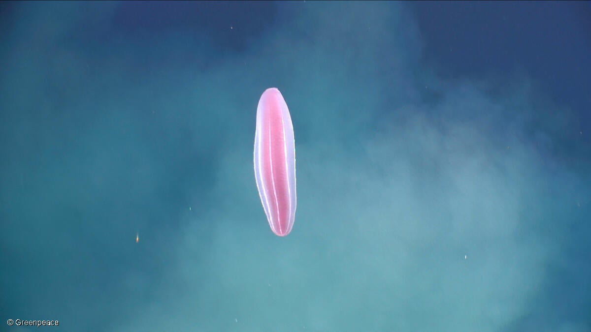 What we found in the Arctic deep sea!