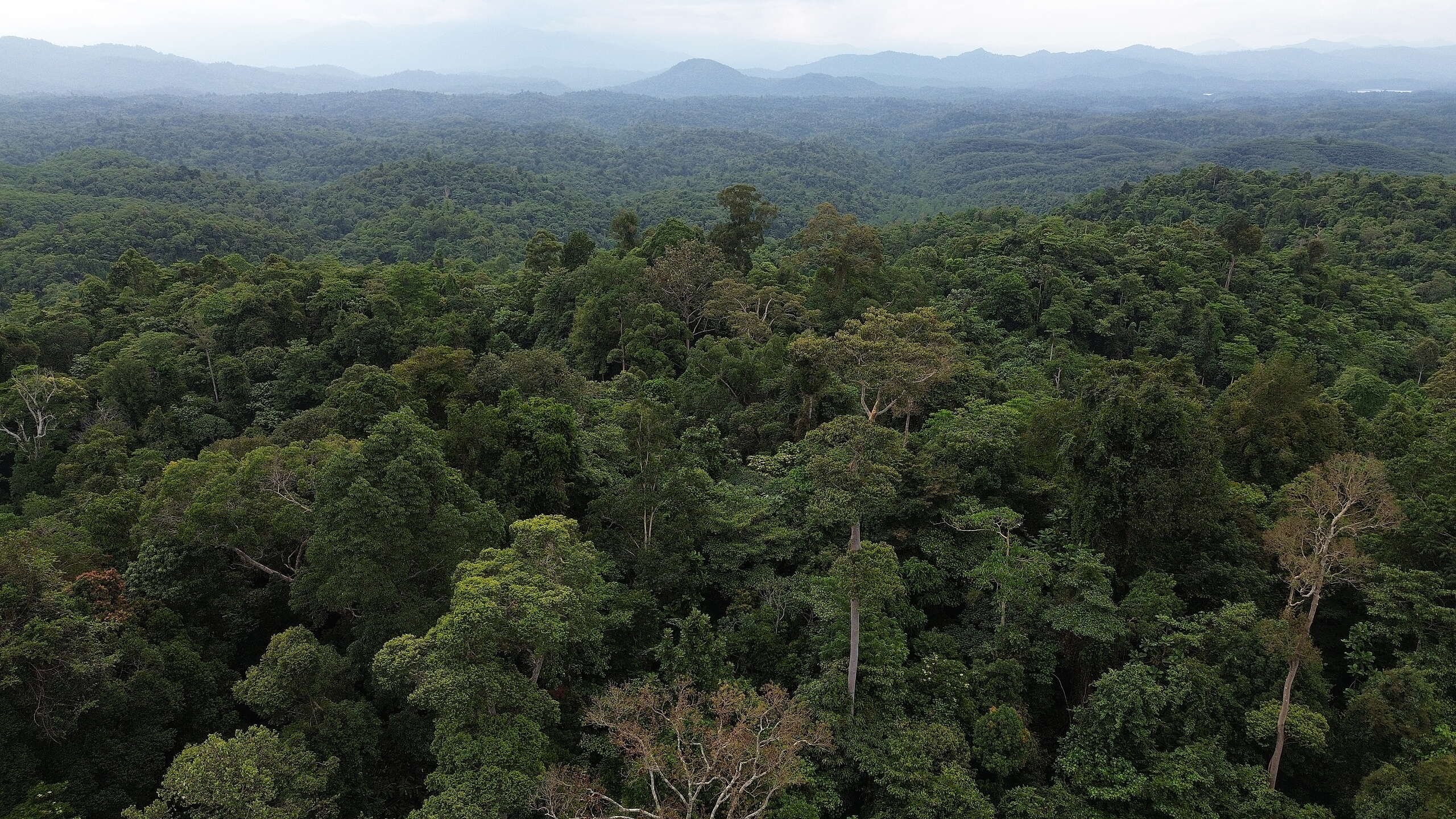 Civil society organisations demand end to ongoing violations of Orang Asli land rights in Pahang