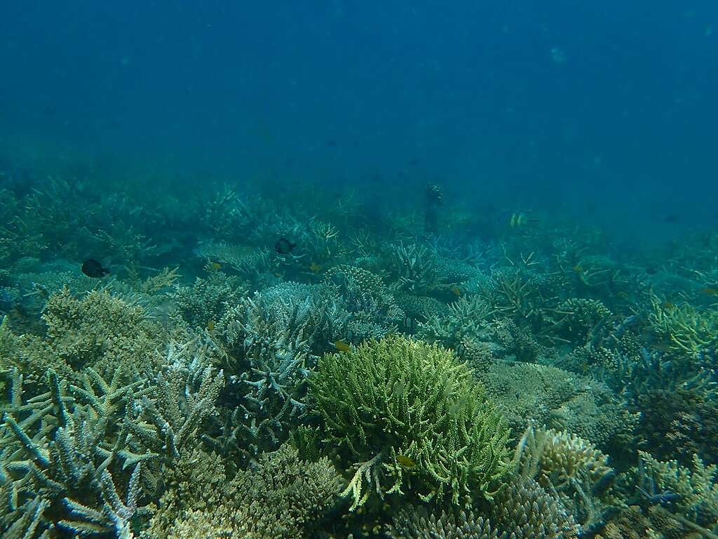 Corals at one of the restoration sites in Banggi Island. Image credit: © BCCS