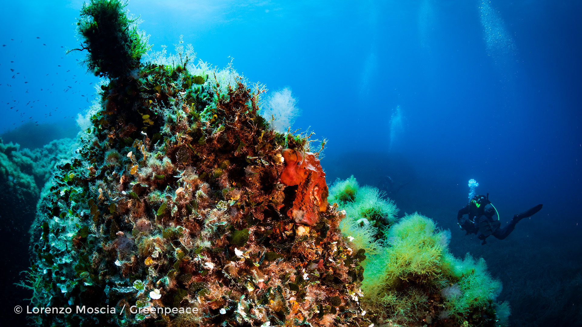 There are enormous mountains under the sea. Here are five things you need  to know. - Greenpeace MENA