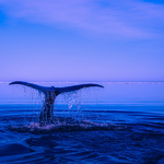 كوكبنا الأزرق بخطر