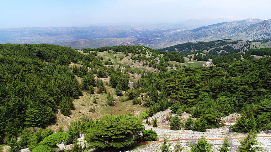 جانب من غابات الأرز في لبنان (غرينبيس)